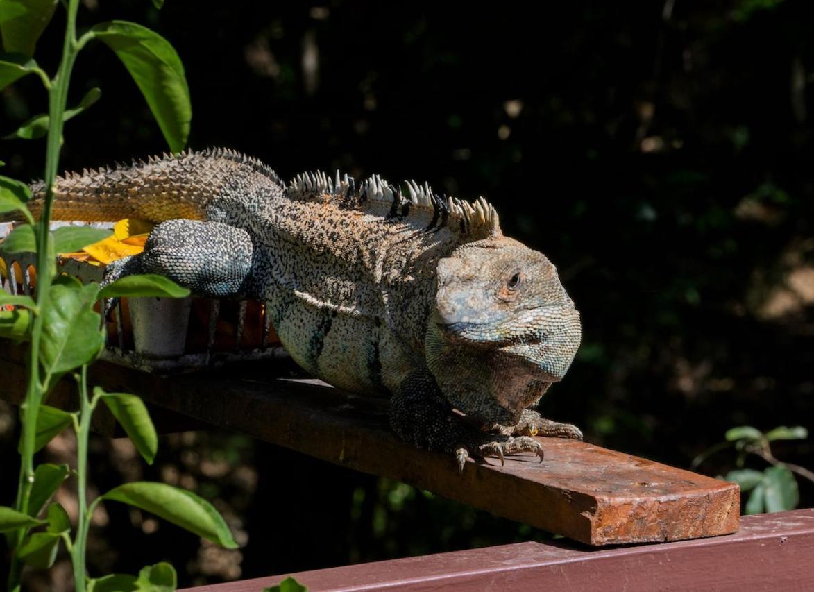 Antema Lodge Secteur Tamarindo, Piscine, Yoga, Gym, Jungle Et Paix 外观 照片