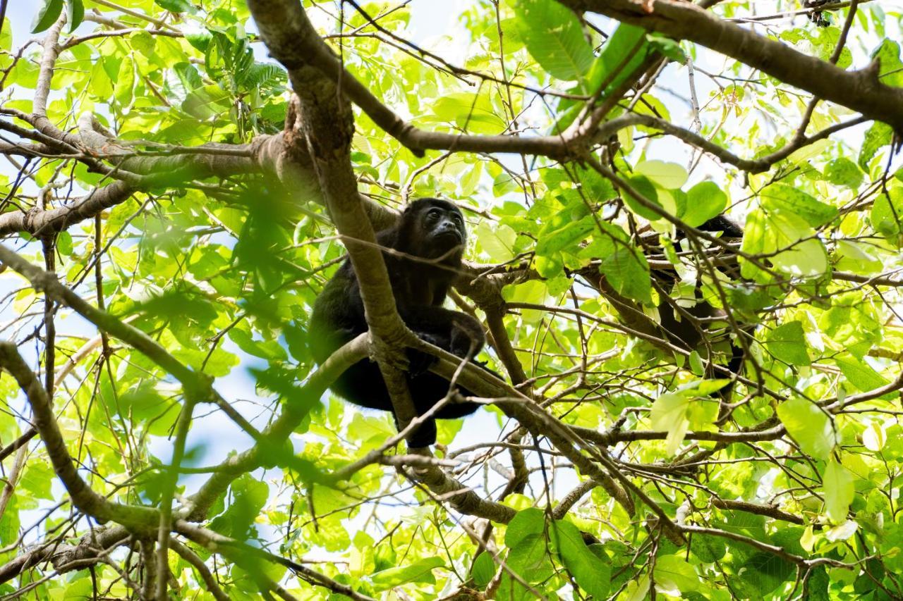Antema Lodge Secteur Tamarindo, Piscine, Yoga, Gym, Jungle Et Paix 外观 照片