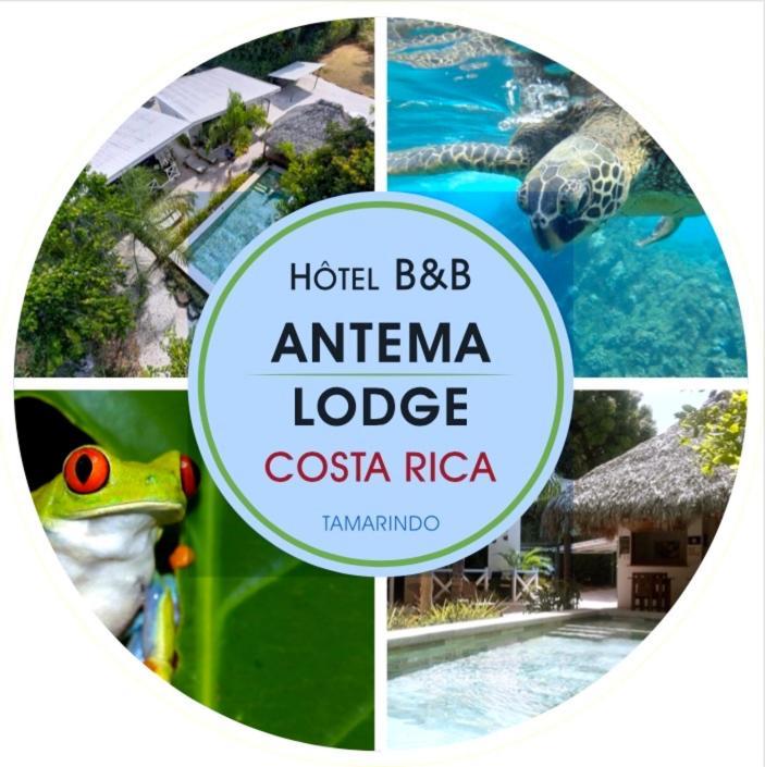 Antema Lodge Secteur Tamarindo, Piscine, Yoga, Gym, Jungle Et Paix 外观 照片