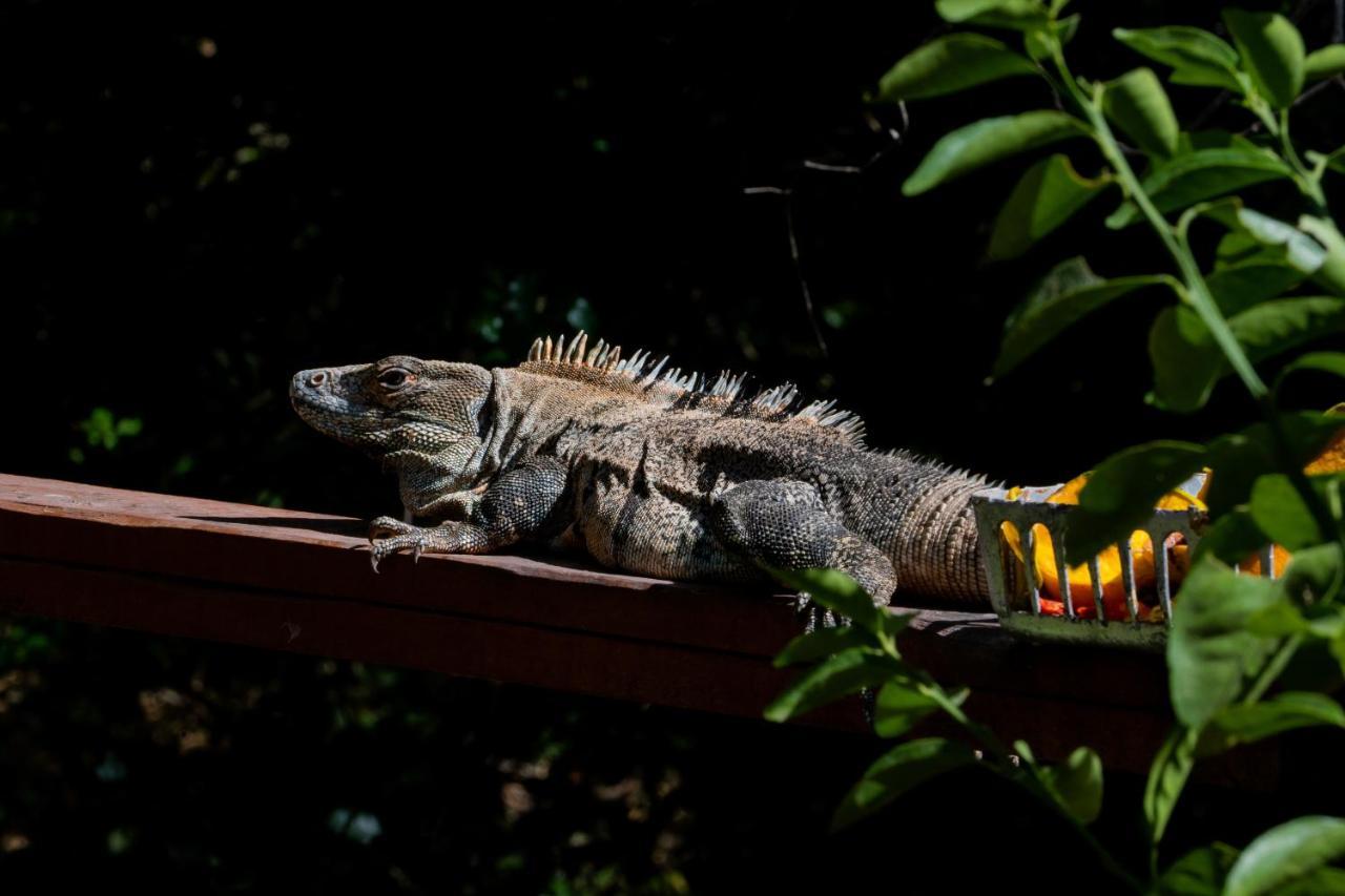 Antema Lodge Secteur Tamarindo, Piscine, Yoga, Gym, Jungle Et Paix 外观 照片