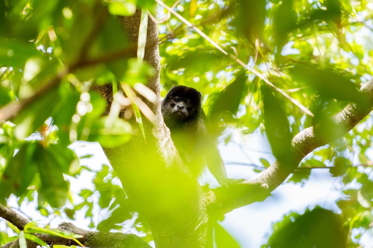 Antema Lodge Secteur Tamarindo, Piscine, Yoga, Gym, Jungle Et Paix 外观 照片
