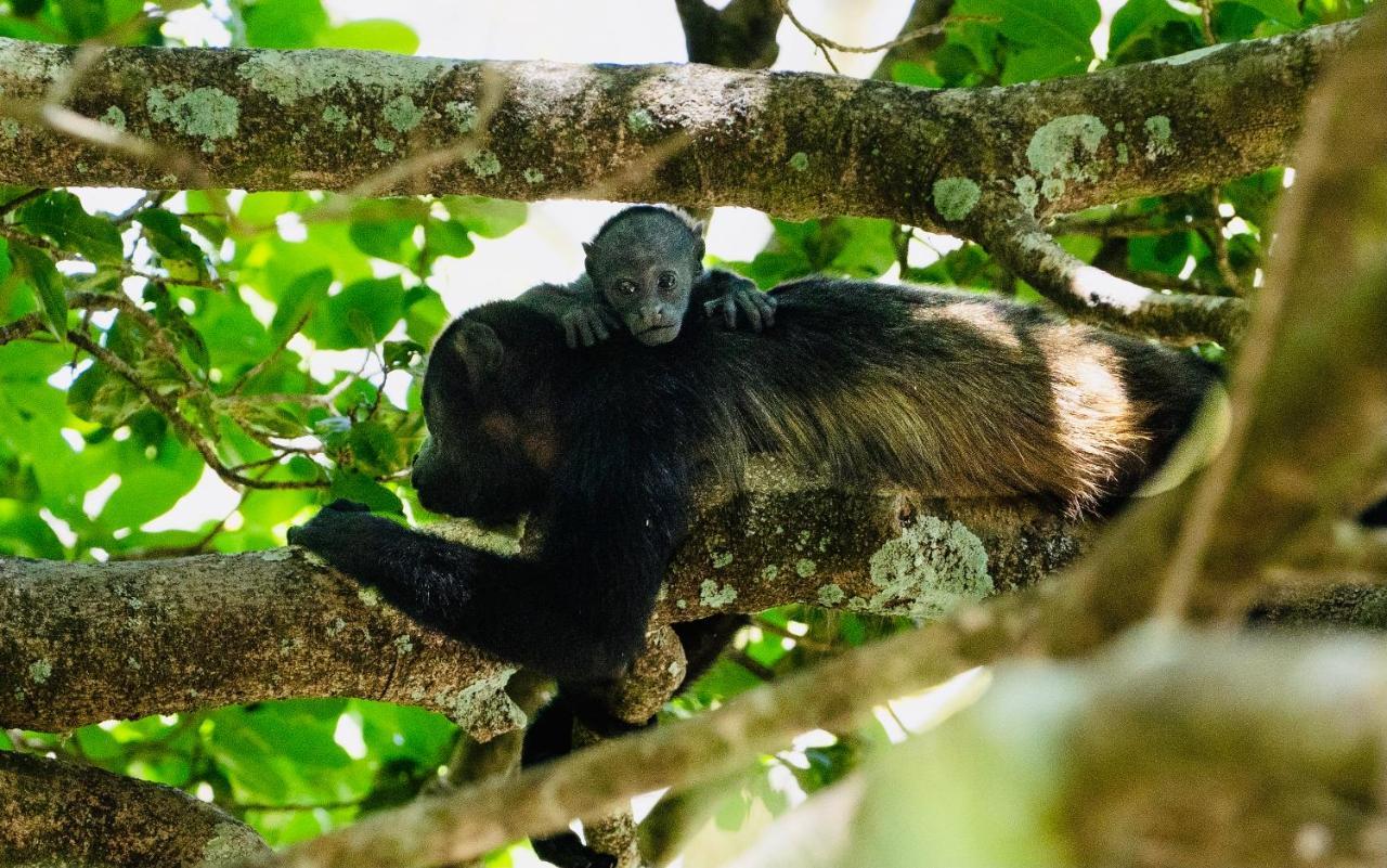 Antema Lodge Secteur Tamarindo, Piscine, Yoga, Gym, Jungle Et Paix 外观 照片